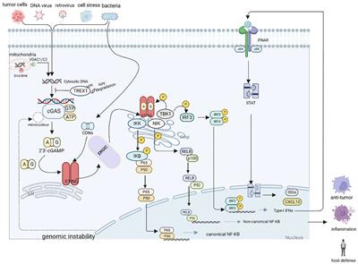 The cyclic guanosine monophosphate synthase-stimulator of interferon genes pathway as a potential target for tumor immunotherapy